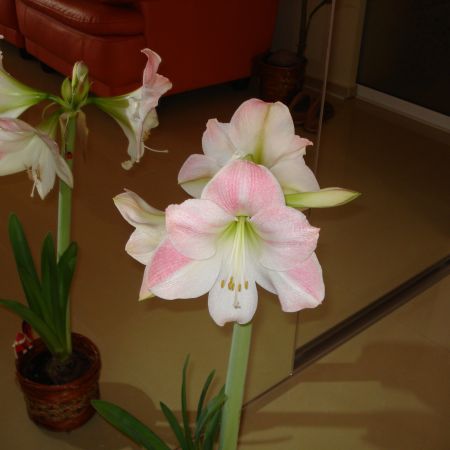 Amaryllis(mihaela)